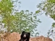 इंजोरी,बोरटोला मळेघाट जंगल परिसरात वन्यजिवांचे वावर