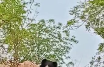 इंजोरी,बोरटोला मळेघाट जंगल परिसरात वन्यजिवांचे वावर