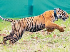 नवेगाव-नागझिरा अभियारण्यात एनटी-३ वाघीण भरकटली