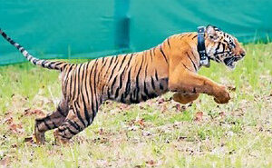 नवेगाव-नागझिरा अभियारण्यात एनटी-३ वाघीण भरकटली