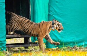 नवेगाव-नागझिरा व्याघ्र प्रकल्पात नवीन वाघीण दाखल