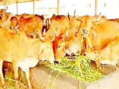 इअरटॅगिंग शिवाय ना खरेदी, ना विक्री