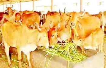 इअरटॅगिंग शिवाय ना खरेदी, ना विक्री