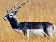 काळविटांसाठी कर्दनकाळ ठरतोय वनविभाग