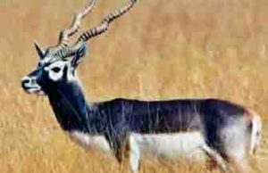 काळविटांसाठी कर्दनकाळ ठरतोय वनविभाग