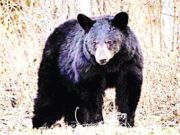 अस्वलच्या हल्ल्यात महिला गंभीर जखमी