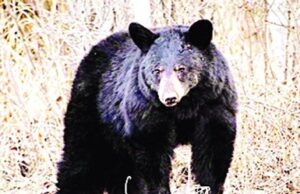 अस्वलच्या हल्ल्यात महिला गंभीर जखमी