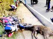 भरधाव दुचाकीवर रानडुक्कर आदळली; तिघे जखमी
