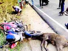 भरधाव दुचाकीवर रानडुक्कर आदळली; तिघे जखमी