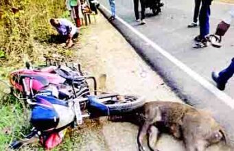 भरधाव दुचाकीवर रानडुक्कर आदळली; तिघे जखमी