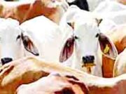 कत्तलीसाठी जाणार्या जनावरांची सुटका