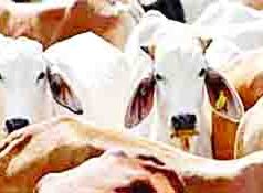 कत्तलीसाठी जाणार्या जनावरांची सुटका