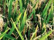 धानाच्या फुलोऱ्यावर मानमोडीचा हल्ला
