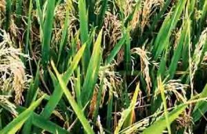 धानाच्या फुलोऱ्यावर मानमोडीचा हल्ला