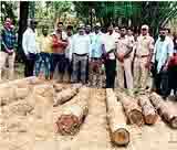 सागवान लाकूड व चिरान केले जप्त