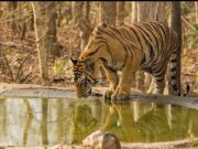 पाण्यासाठी वन्यप्राण्यांची भटकंती,शिकाऱ्यांपासून वन्यप्राण्यांना धोका !