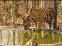 पाण्यासाठी वन्यप्राण्यांची भटकंती,शिकाऱ्यांपासून वन्यप्राण्यांना धोका !