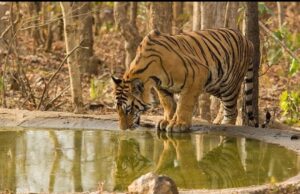 पाण्यासाठी वन्यप्राण्यांची भटकंती,शिकाऱ्यांपासून वन्यप्राण्यांना धोका !