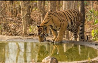 पाण्यासाठी वन्यप्राण्यांची भटकंती,शिकाऱ्यांपासून वन्यप्राण्यांना धोका !