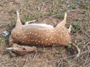 अज्ञात वाहनाच्या धडकेत चितळचा मृत्यू