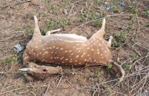 अज्ञात वाहनाच्या धडकेत चितळचा मृत्यू