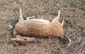 अज्ञात वाहनाच्या धडकेत चितळचा मृत्यू