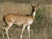 मध्यप्रदेश के मास की महाराष्ट्र में तस्करी