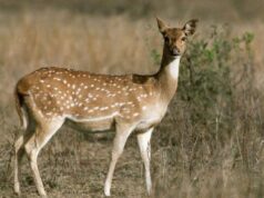 मध्यप्रदेश के मास की महाराष्ट्र में तस्करी