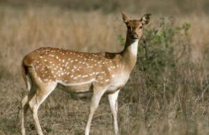 मध्यप्रदेश के मास की महाराष्ट्र में तस्करी