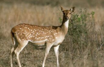 मध्यप्रदेश के मास की महाराष्ट्र में तस्करी
