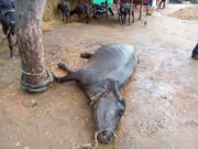 वीज पडून म्हशीचा मृत्यू; ईसम जखमी