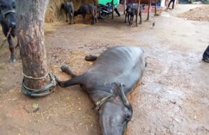 वीज पडून म्हशीचा मृत्यू; ईसम जखमी