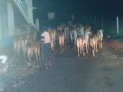 बूचड़खाने ले जा रहे 70 मवेशियों की बचाई जान; तीन पर मामला दर्ज