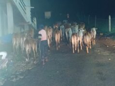 बूचड़खाने ले जा रहे 70 मवेशियों की बचाई जान; तीन पर मामला दर्ज