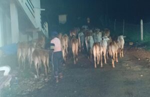 बूचड़खाने ले जा रहे 70 मवेशियों की बचाई जान; तीन पर मामला दर्ज