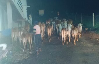 बूचड़खाने ले जा रहे 70 मवेशियों की बचाई जान; तीन पर मामला दर्ज