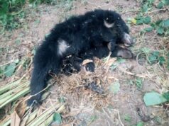 रेल्वेच्या धडकेत दोन अस्वल ठार