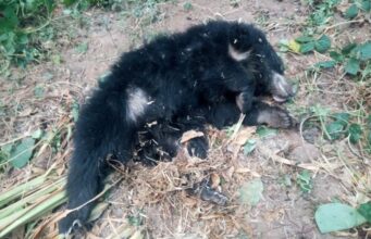 रेल्वेच्या धडकेत दोन अस्वल ठार