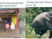 नवेगावबांध परिसरात पुन्हा हत्तीचे आगमन