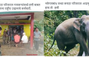 नवेगावबांध परिसरात पुन्हा हत्तीचे आगमन