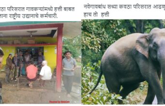 नवेगावबांध परिसरात पुन्हा हत्तीचे आगमन