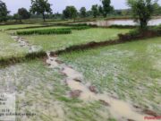 नवेगावबांध क्षेत्रात खळबळ उडवून देणारा गजराज गोठणगाव, जुनेवानी परिसरात