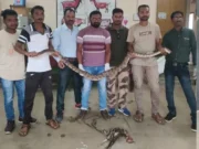 अजगराने 2 किलोच्या कोंबड्यासह गिळला लोखंडी रॉड
