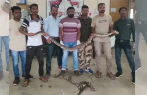 अजगराने 2 किलोच्या कोंबड्यासह गिळला लोखंडी रॉड