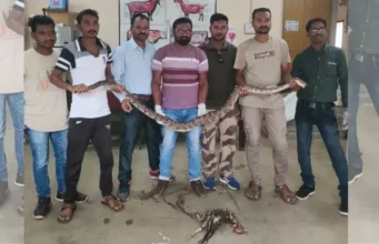 अजगराने 2 किलोच्या कोंबड्यासह गिळला लोखंडी रॉड