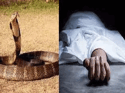 सर्पदंशाने सर्पमित्राचा मृत्यू