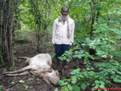 वाघाने केली गायीची शिकार; बोदरा-देऊळगाव जंगलातील घटना