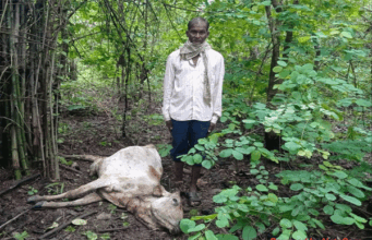 वाघाने केली गायीची शिकार; बोदरा-देऊळगाव जंगलातील घटना